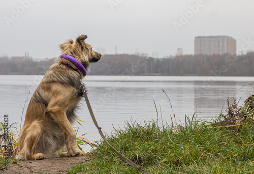 dog in the park