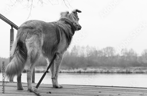 wild dog on the beach 