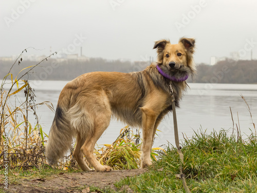 dog on the beach