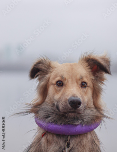 golden retriever dog