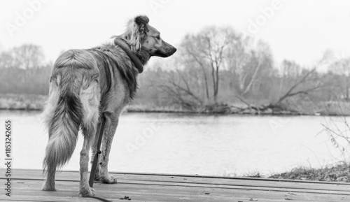 Monochrome dog on river park 