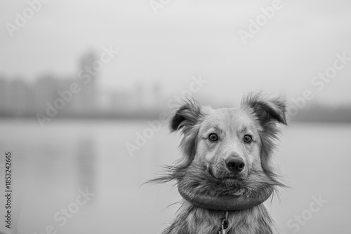 border collie dog monochrome 