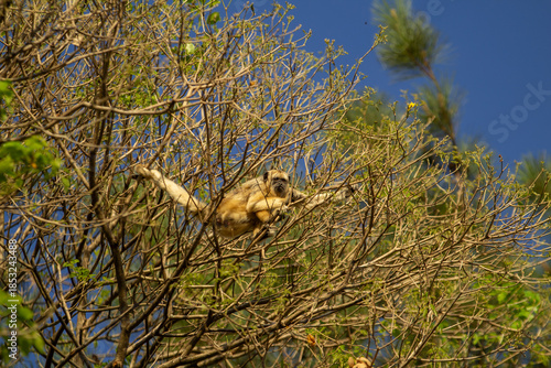 Schilderij op canvas Um macaco bugio fêmea se locomovendo pelos galhos de um ipê sem flores