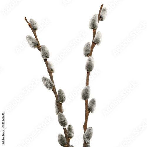 Fotografie Pussy willow branches isolated on white background