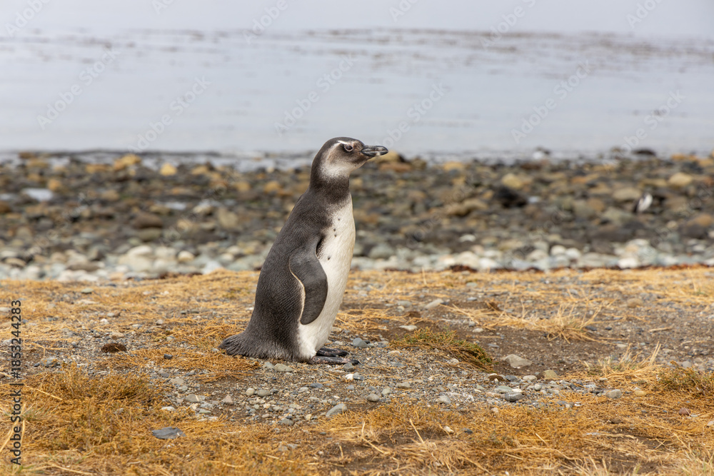 Fototapeta premium Magellan penguin standing on coastal terrain with natural wildlife habitat, South America fauna, bird species detail, nature conservation theme and animal behavior scene