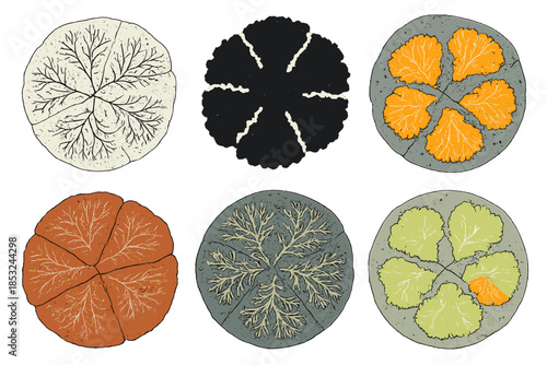 Lichen Patterns on Rock. Circular pattern of lichen colonies spreading across rock surface, fine branching textures and organic