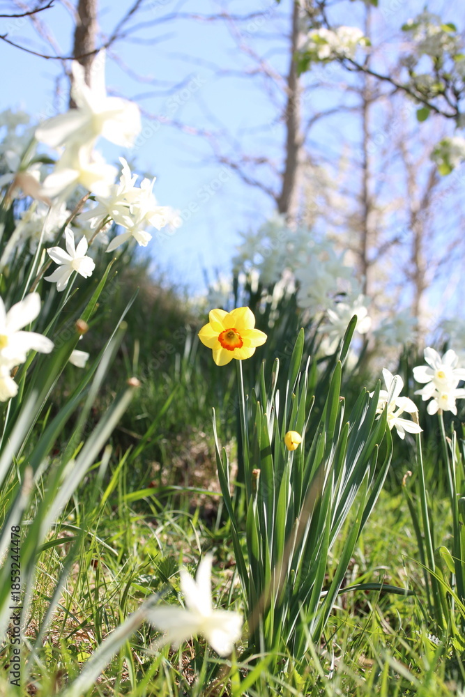 Fototapeta premium Narcisse jaune (Narcissus pseudonarcissus) et Merisier (Prunus avium)