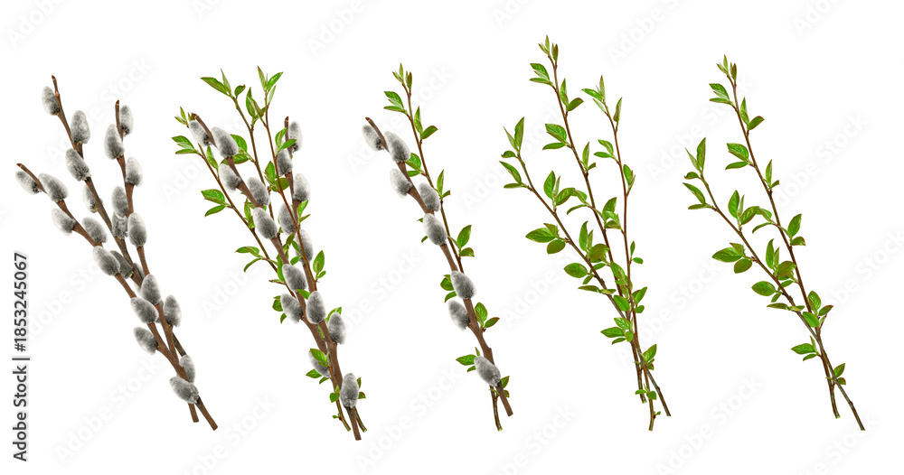 Naklejka premium Collection of spring branches isolated on white. Pussy willow branches with soft gray catkins and fresh spring twigs with green leaves. ideal for Easter, floral compositions, and greeting cards.