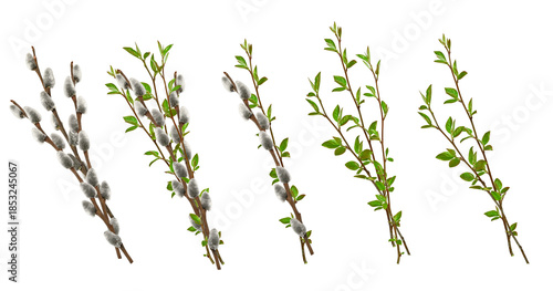 Collection of spring branches isolated on white. Pussy willow branches with soft gray catkins and fresh spring twigs with green leaves. ideal for Easter, floral compositions, and greeting cards.