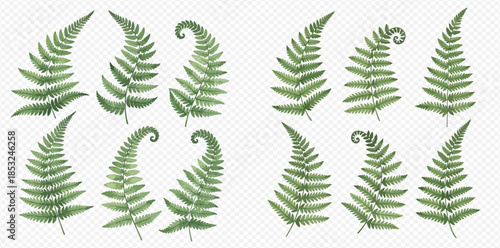 Collection of green fern leaves, natural forest plant elements, botanical illustration set.