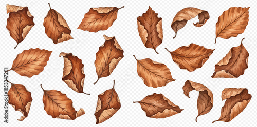 Collection of various dried brown autumn leaves, isolated on a transparent background, depicting the fall season.