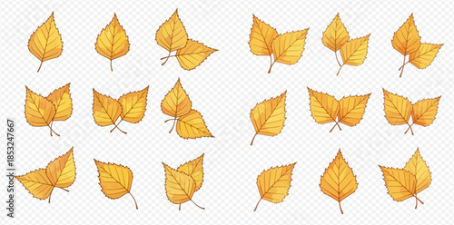Set of beautiful golden autumn birch leaves on transparent background.