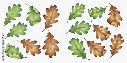 Set of watercolor oak leaves, green and brown, isolated on transparent background.