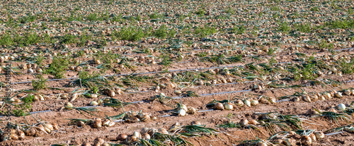 Panorama. Close-up of agricultural field with ripe green onions and water irrigation and propagation systems. Sustainable agriculture industry in desert and arid areas of Middle East.
