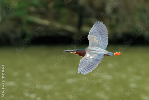 Green Heron in Flight Over Water