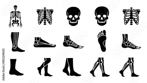 Human skeletal system diagrams and anatomical illustrations in black and white