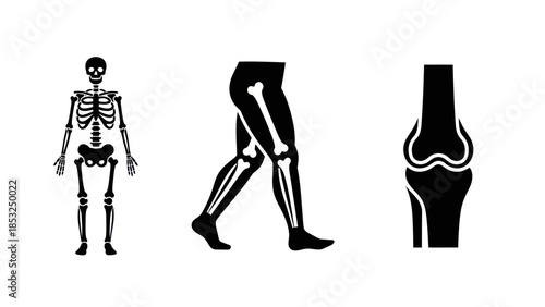 Human skeletal system diagrams full body leg and knee joint illustrations