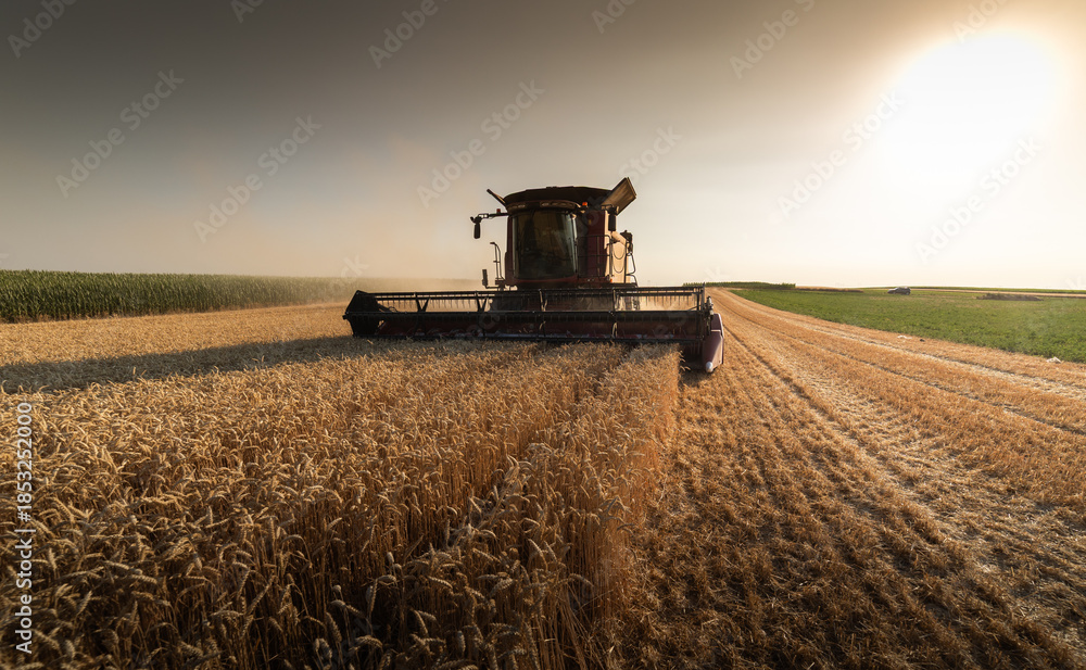 Fototapeta premium Combine harvester in field wheat