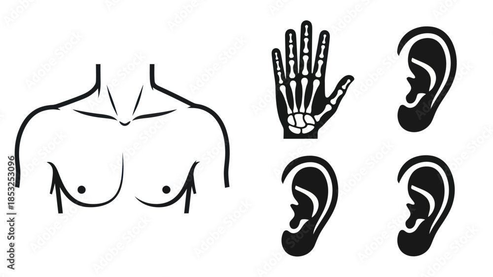 Obraz premium Medical illustrations of human anatomy parts in a simple black and white design