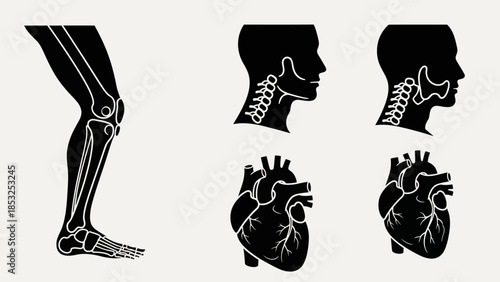 Medical illustrations of human anatomy leg neck head and heart