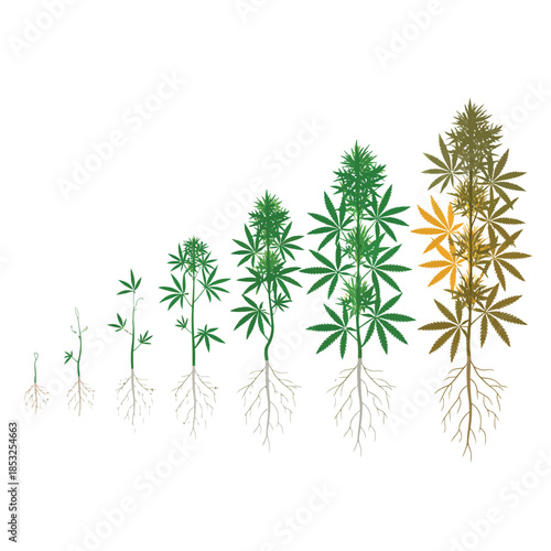 Cannabis Plant Growth Stages