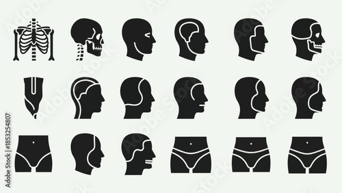 Medical anatomy silhouettes of human body parts and skeletal structures
