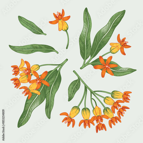 Orange Butterfly Weed Flowers with Green Leaves Isolated on White
