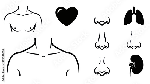 Set of minimalistic bird and feather illustrations on white squares