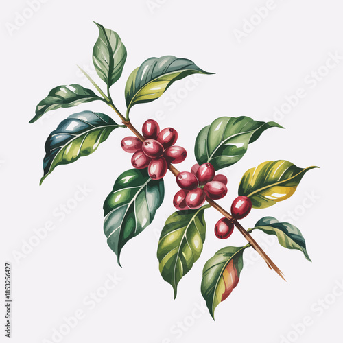 Coffee Plant with Red Berries and Green Leaves on White Background
