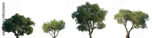 Bild auf Leinwand Set of Quercus suber and Olea europaea (The olive) frontal set street trees isol