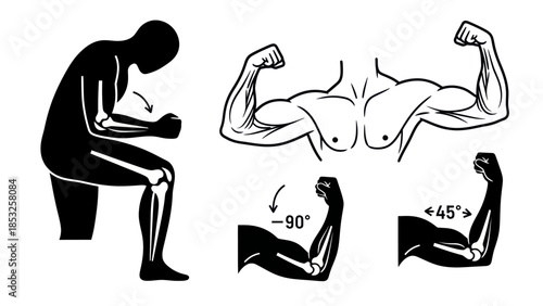 Muscular anatomy illustration bicep curls demonstration and skeleton diagram