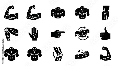 Muscular anatomy silhouettes vector illustration for health and fitness designs