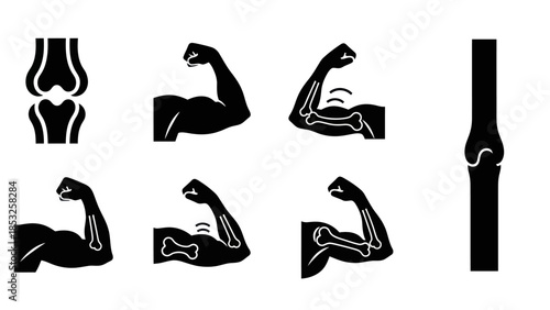 Muscular and skeletal system icons anatomical illustrations
