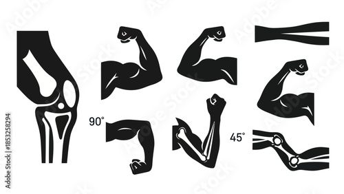 Muscular arm anatomy illustrations showing flexion and extension movements