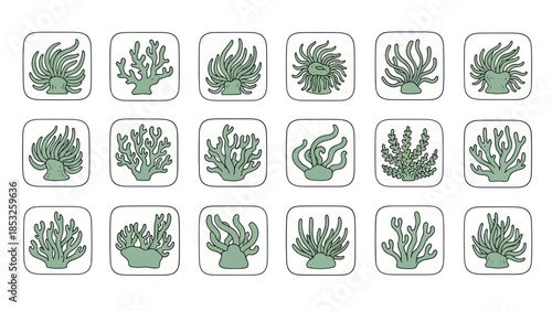 Stylized vector illustrations of marine flora set against a white background