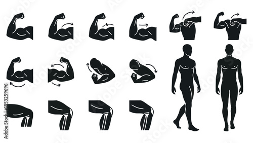 Muscular human body parts illustrated in a set of graphic silhouettes