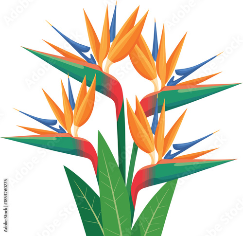 Bird of Paradise Flowers Isolated on White Background
