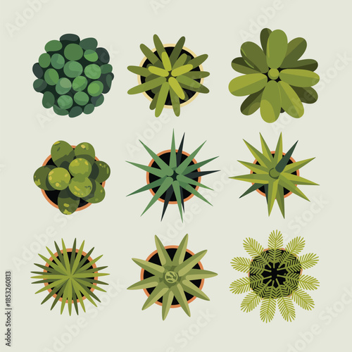 Variety of Succulents and Cacti Plants on Beige Background