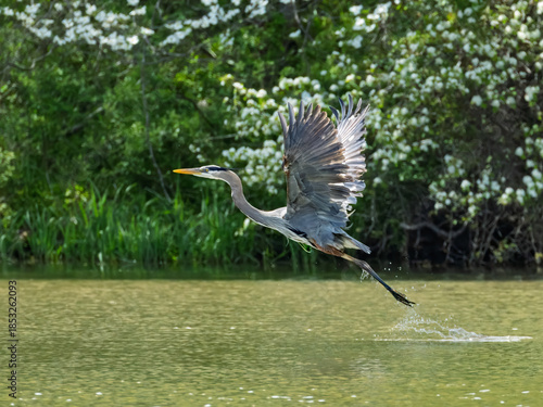Great Blue Heron Taking Off From Water