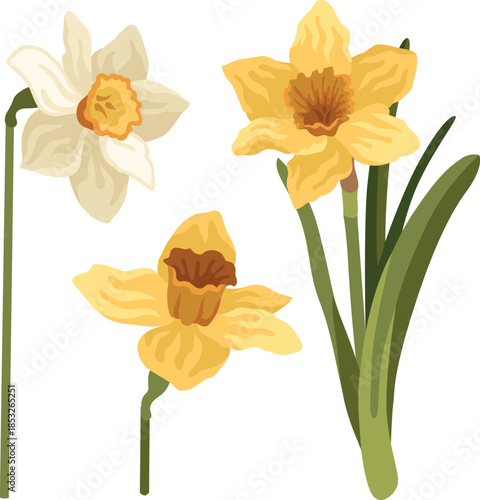 Hand-drawn spring botanical illustrations of white and yellow daffodil flowers, narcissus plant