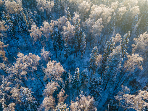 Aerial View of Snow Covered Winter Forest in Morning Sunlight