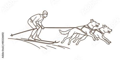 Man skiing with two sled dogs in harness on snowy trail. Winter sport, skijoring race and outdoor adventure concept. Vector illustration.