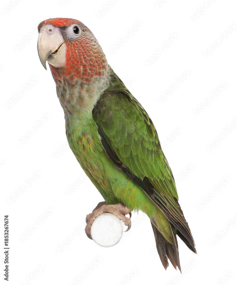 Naklejka premium “Colorful Birds of the World Illustration Featuring Flying and Perched Birds, Tropical and Wild Bird Species in Nature, Perfect for Wall Art, T-Shirt Design, Posters, Stickers, and Stock Photography”