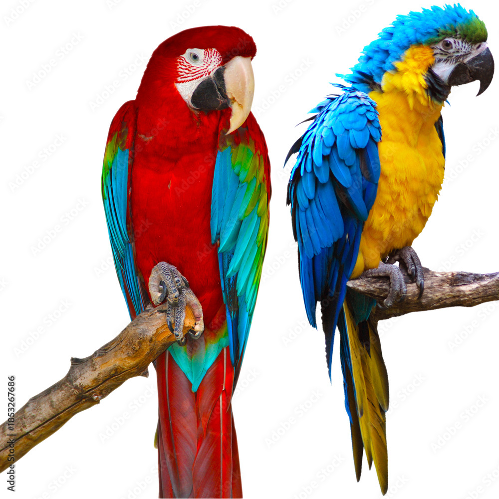 Naklejka premium “Colorful Birds of the World Illustration Featuring Flying and Perched Birds, Tropical and Wild Bird Species in Nature, Perfect for Wall Art, T-Shirt Design, Posters, Stickers, and Stock Photography”