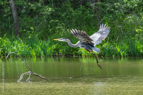 Great Blue Heron in Flight Over Water