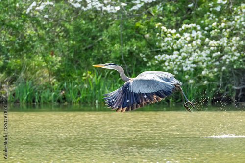 Great Blue Heron Taking Flight in Wetland Habitat
