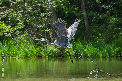 Great Blue Heron Flying Above Water With Green Vegetation