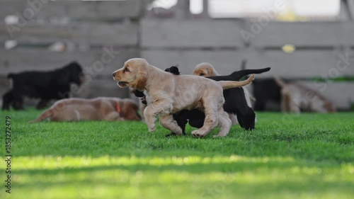 Cute dogs enjoying outdoor lifestyle in garden.