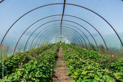 Fotografi Strawberry plants growing inside a long plastic greenhouse tunnel, with green le