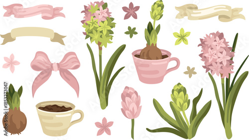 Hand-drawn spring botanical illustrations of pink blooming hyacinth flowers and buds, bulb and leaves and bow and ribbon 